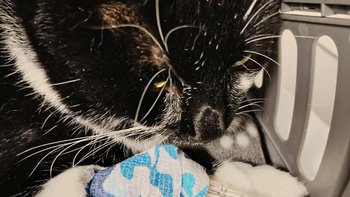 Zbiórka 💔 Nie chcę się poddać💔 - miniaturka zdjęcia