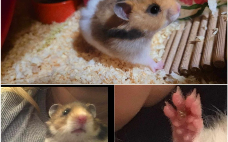 Chomik w klatce, eksplorujący swoje otoczenie.