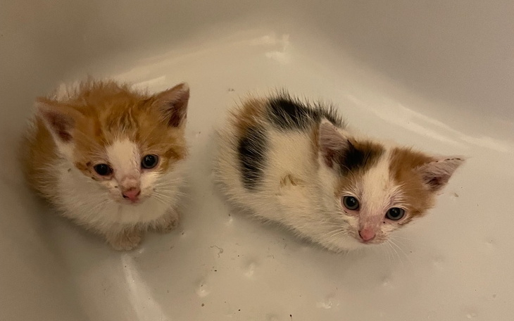 Zbiórka Potrzebujące maluchy - zdjęcie główne