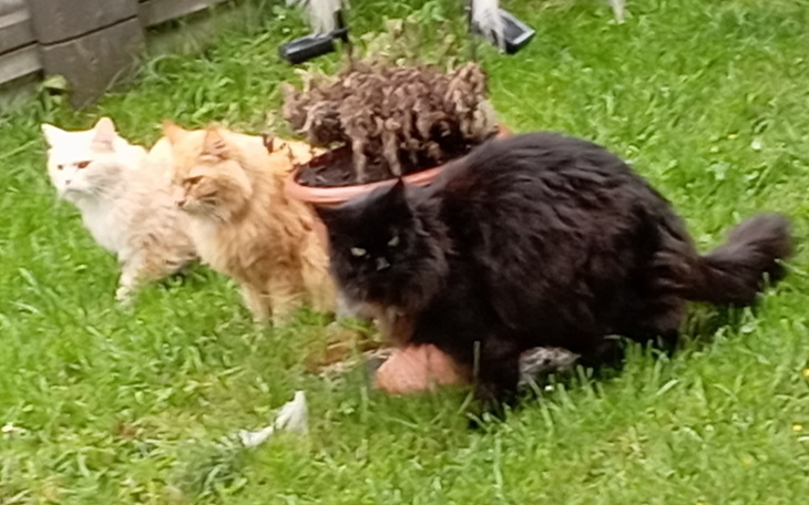 Trzy koty w ogrodzie, wśród zielonej trawy.