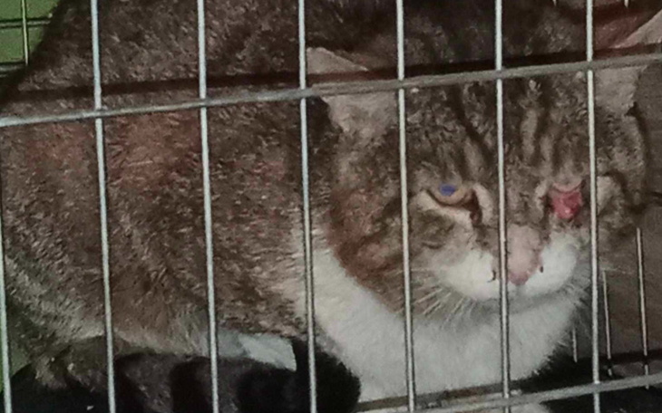 Kot w klatce z uszkodzonym okiem.