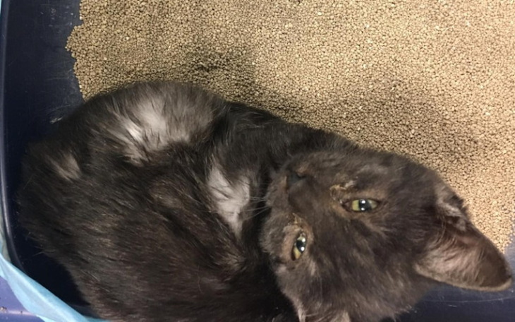 Zbiórka Finka - zdjęcie główne