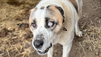 Zbiórka Psy z gospodarstwa grozy - miniaturka zdjęcia