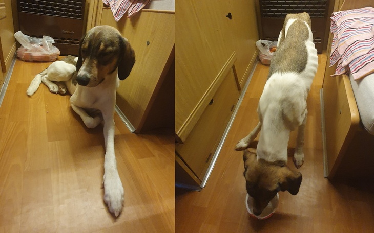 Zbiórka Leczenie Łaciatego w Azji - zdjęcie główne