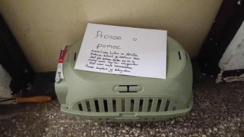 Zbiórka Podrzucony kotek - miniaturka zdjęcia