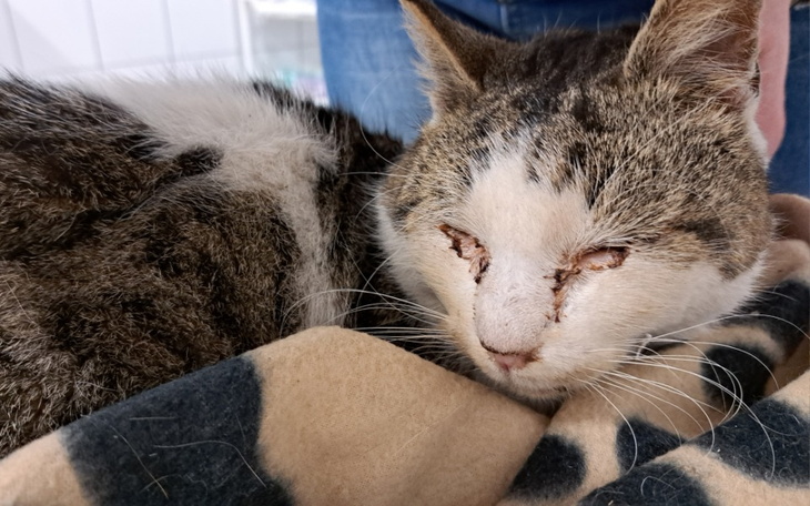 Zbiórka Walka o życie kocurka Trico - zdjęcie główne