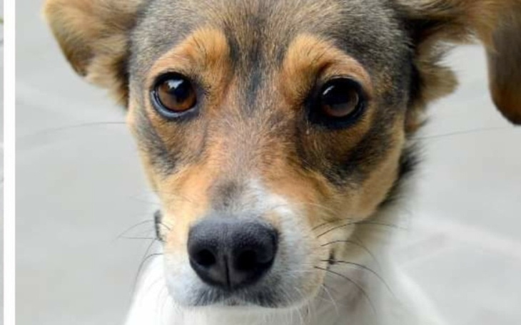 Zbiórka Pupil w potrzebie - zdjęcie główne