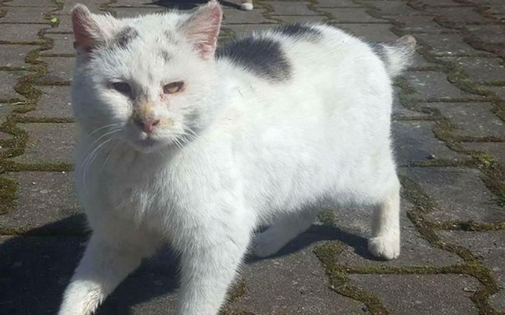 Zbiórka Dziadzio prosi o  lepsze życie. - zdjęcie główne