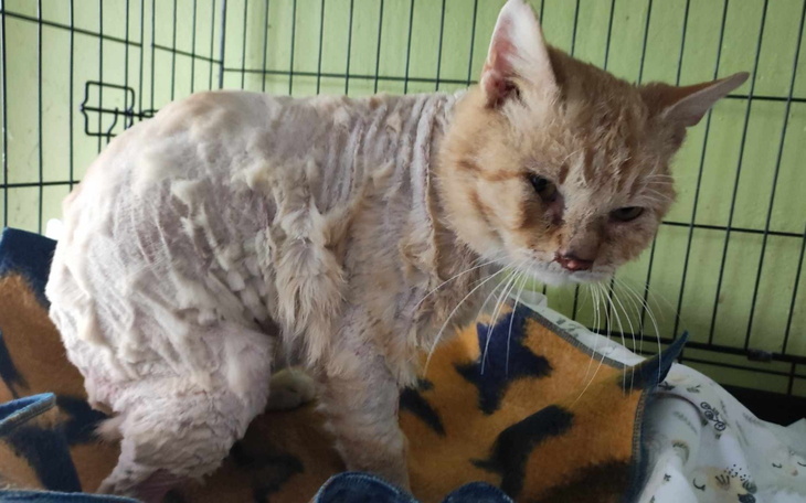 Kot z krótkim futrem, siedzący na kocu w klatce.