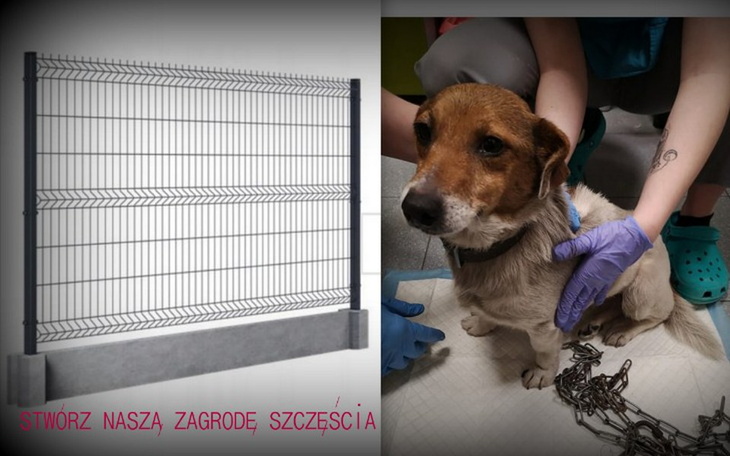 Zbiórka Z miłości dla zwierząt - zdjęcie główne