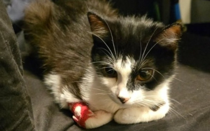 Czarny kot z białymi łatami, leżący na kanapie.