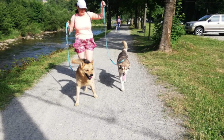 Zbiórka Zbiórka na hotelik dla psiaków - zdjęcie główne