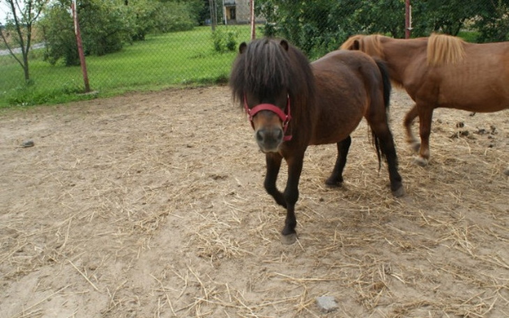 Zbiórka Nowy szczęśliwy dom dla Stasia. - zdjęcie główne