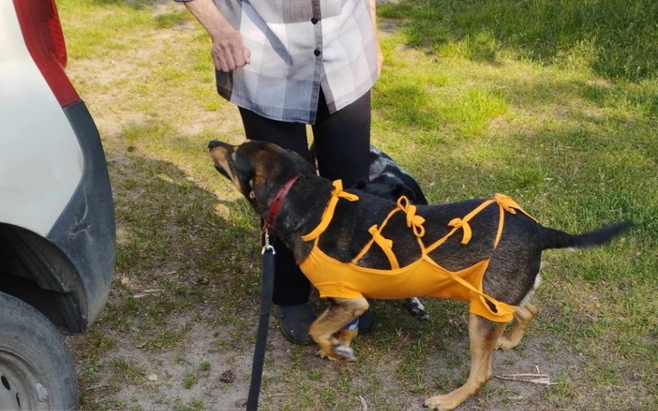 Zbiórka Operacja guzów listw.mlecz. Łapy - zdjęcie główne