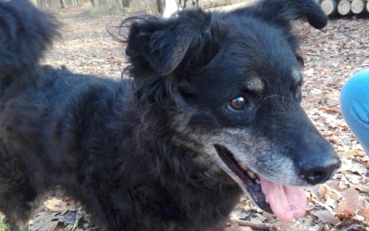 Zbiórka Pomoc SCHRONISKU w Dyminach - zdjęcie główne