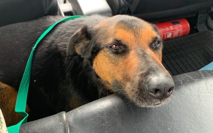 Zbiórka Leczenie Dla Romy - zdjęcie główne