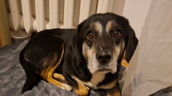 Zbiórka Porzucony przy ruchliwej ulicy.. - miniaturka zdjęcia