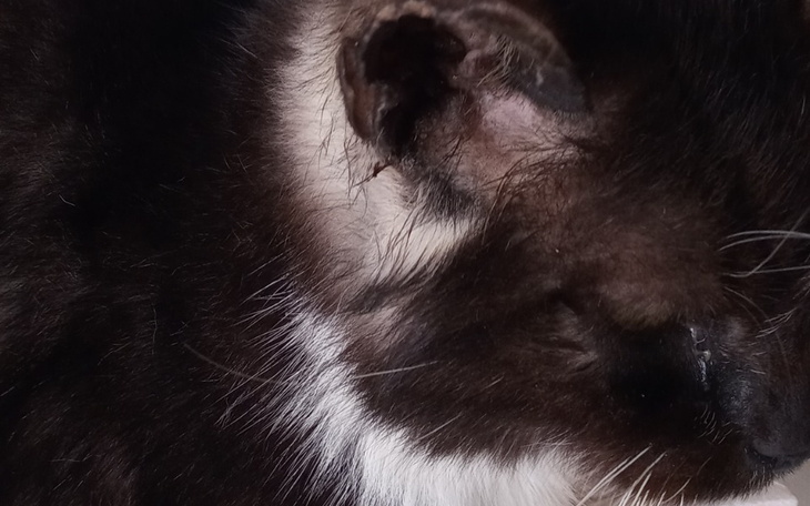 Zbiórka Operacja polipa koteczki. - zdjęcie główne