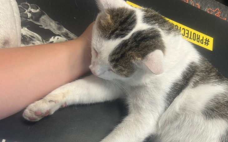 Zbiórka Kotek Bambus potrzebuje pomocy - zdjęcie główne