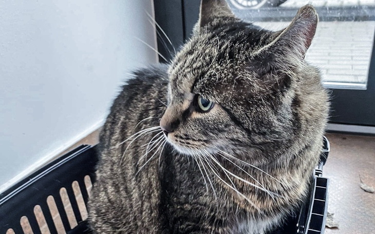 Zbiórka Niechciany Czarek błaga o pomoc - zdjęcie główne