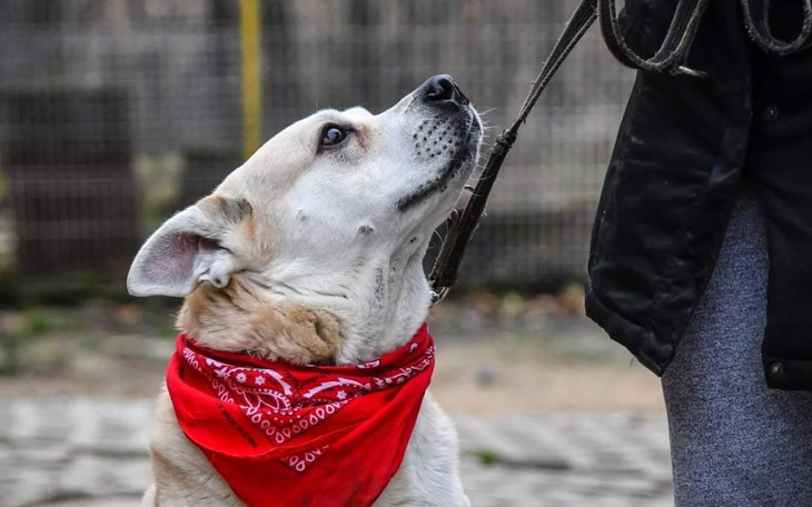 Zbiórka COVID -19 zatrzymał adopcje - zdjęcie główne