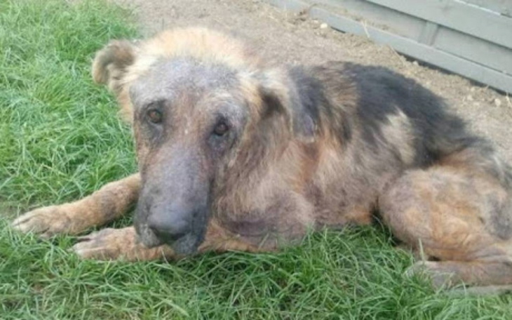 Zbiórka Dokarmianie psów - zdjęcie główne