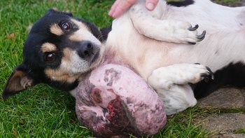 Zbiórka Jego guz większy niż głowa - miniaturka zdjęcia