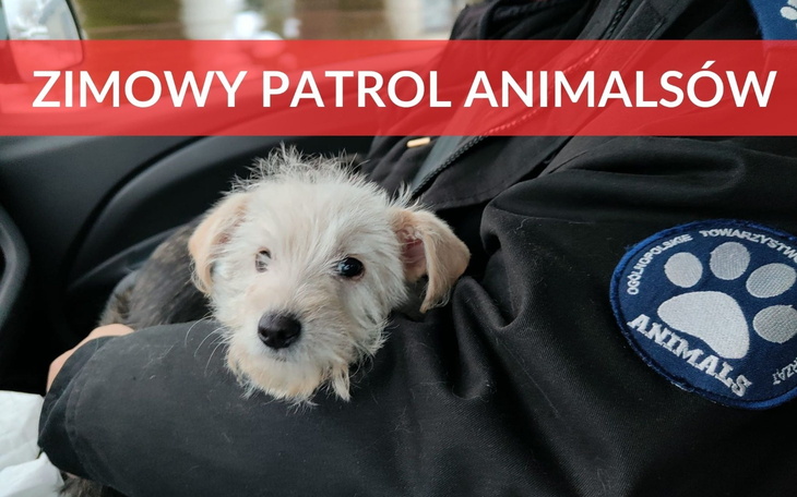 Szczeniak w ramionach osoby z kurtką Animalsów.