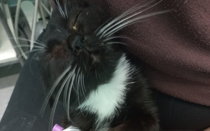 Zbiórka Gorączka i dreszcze, Percy walcz - zdjęcie główne