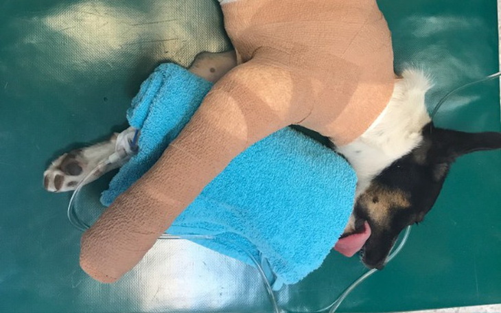 Zbiórka LEO ze złamaną  ŁAPĄ - zdjęcie główne