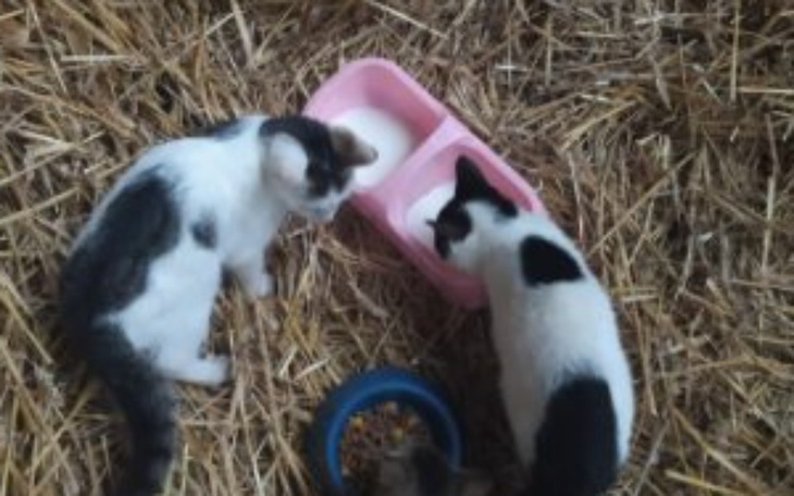 Dwa koty pijące mleko z misek na słomie.