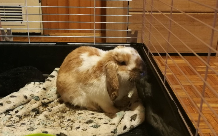 Zbiórka Leczenie dla tofika - zdjęcie główne