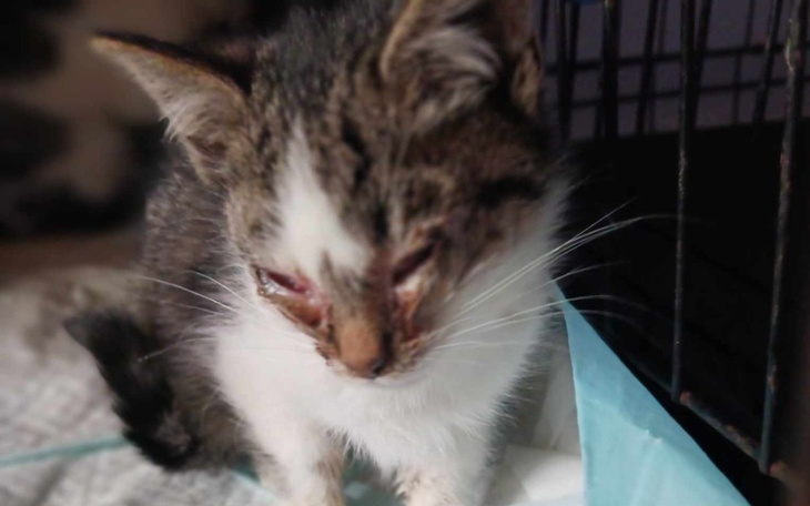 Zbiórka Leczenie i opieka weterynaryjna - zdjęcie główne