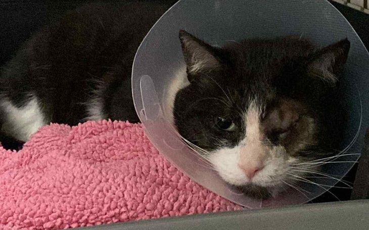 Kot w kołnierzu ochronnym, leżący na różowym ręczniku.