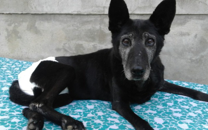 Zbiórka Faktura weterynaryjna - marzec - zdjęcie główne