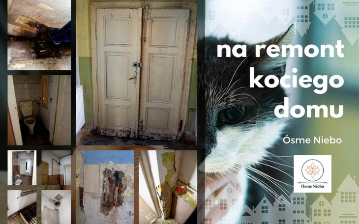 Zbiórka na remont kociego domu - zdjęcie główne