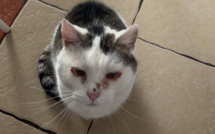 Kot z raną na pyszczku siedzi na podłodze.