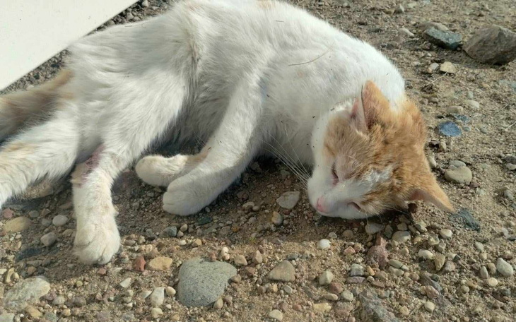 Bezdomny kot leży na ziemi, wygląda na zmęczonego.