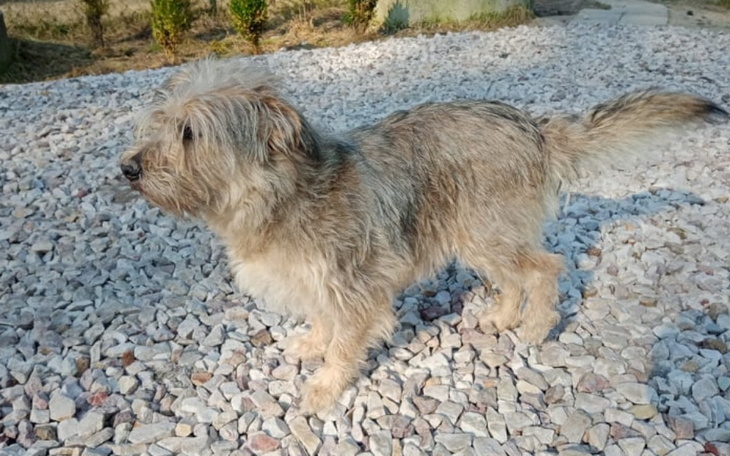 Zbiórka Operacja suczki Szanty - zdjęcie główne