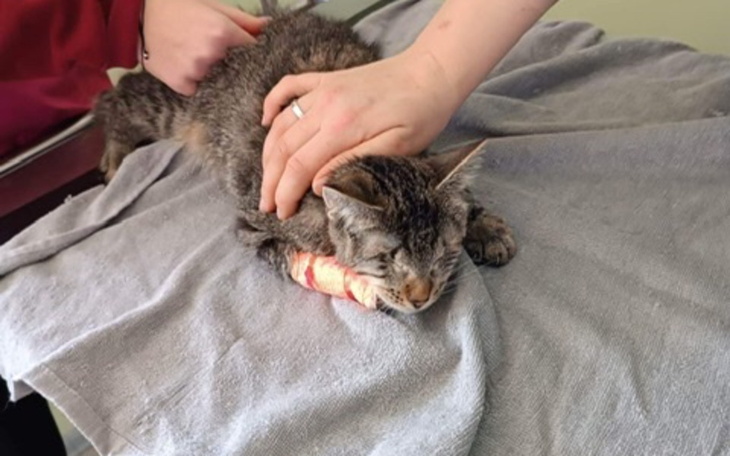 Zbiórka Kolejna walka o życie Balbiny - zdjęcie główne