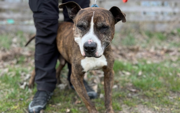 Pies rasy amstaff, stojący na trawie.