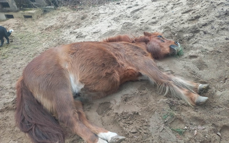 Zbiórka Koń choruje na ochwat pilne - zdjęcie główne