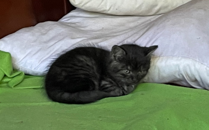 Zbiórka Wyprawka dla małego kotka - zdjęcie główne