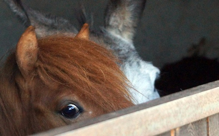 Zbiórka Warzywa i owoce dla zwierzaków! - zdjęcie główne