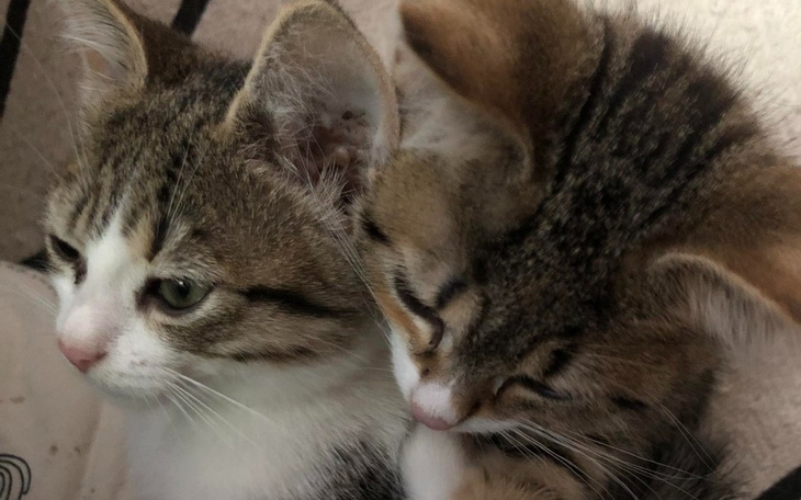 Zbiórka Na uzupełnienie apteczki kociąt - zdjęcie główne