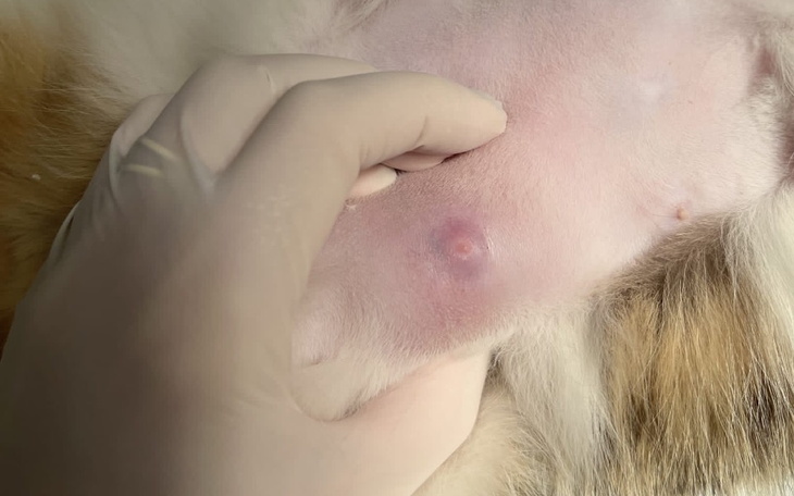 Zbiórka Nucia z guzami - zdjęcie główne