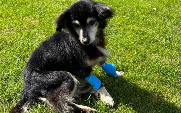 Zbiórka Odchodziła po cichu... - zdjęcie główne