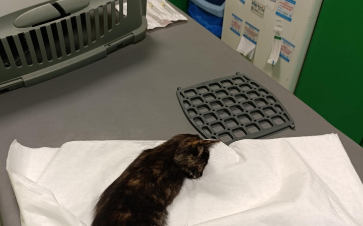 Kot leżący na stole, obok klatka transportowa.