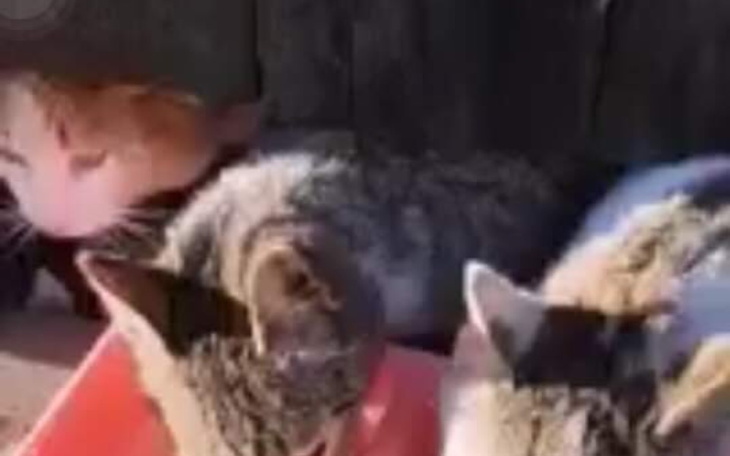 Zbiórka Na karmę dla Kotów Pomagamy - zdjęcie główne