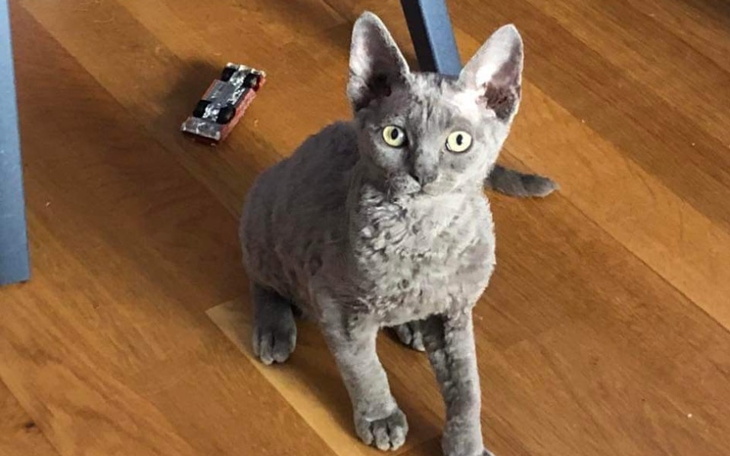 Zbiórka Uratuj mnie przed pewną śmiercią - zdjęcie główne